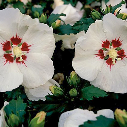 Hibiscus syriacus Red Heart