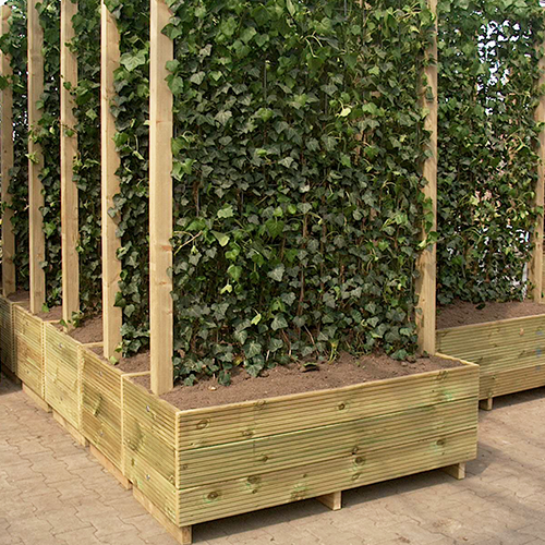 Kant en Klaarhaag 180cm hoog in hardhouten bak