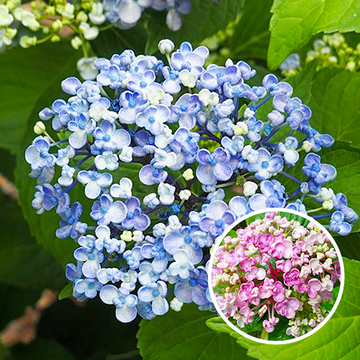 Hydrangea macrophylla Ayesha Hydrangea macrophylla Ayesha