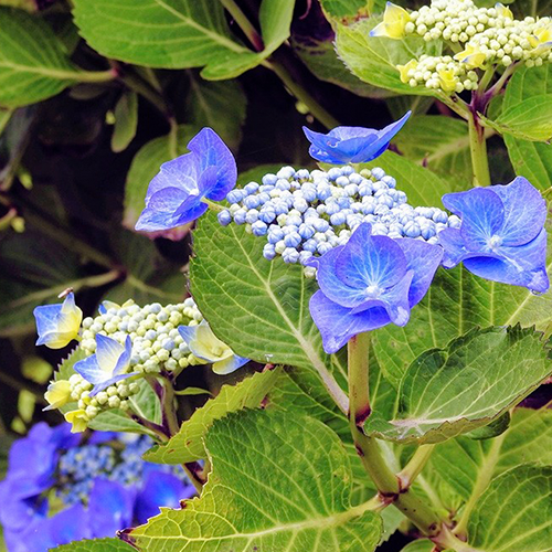 Hydrangea Mariesii Perfecta
