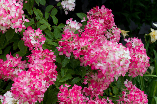 Hortensie ‘Diamond Rouge’