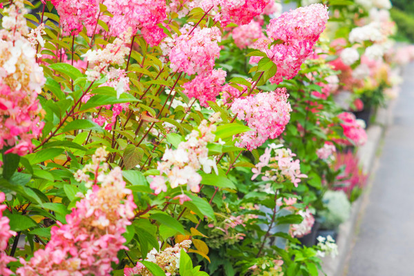Hortensie ‘Diamond Rouge’