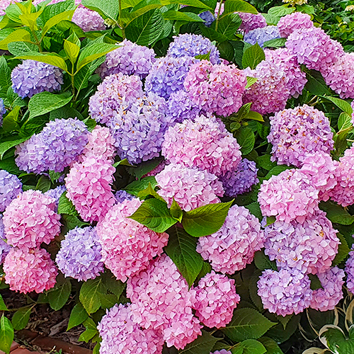 Hydrangea Endless Summer The Original Roze