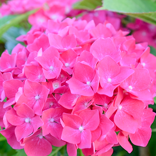 Hydrangea macrophylla Glowing Embers