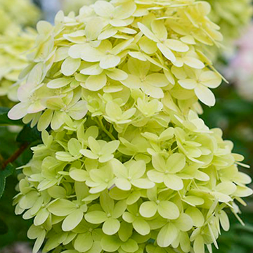 Hydrangea paniculata Limelight op stam Hydrangea paniculata Limelight op stam