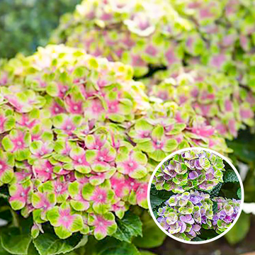 Hydrangea Magical Amethyst Hydrangea Magical Amethyst