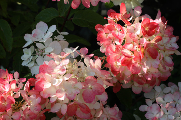 Hortensie ‘Diamond Rouge’