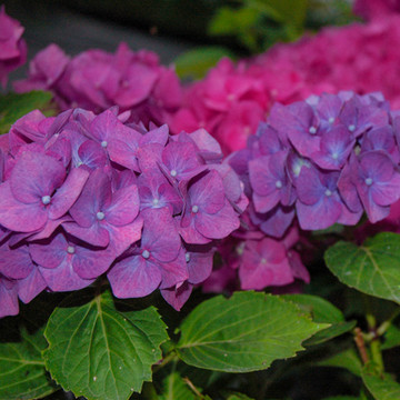Hydrangea macrophylla Renate Steiniger Hydrangea macrophylla Renate Steiniger