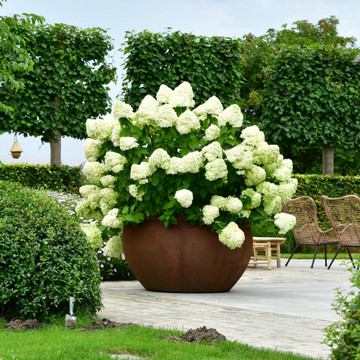Hydrangea paniculata Vanille Fraise Hydrangea paniculata Vanille Fraise