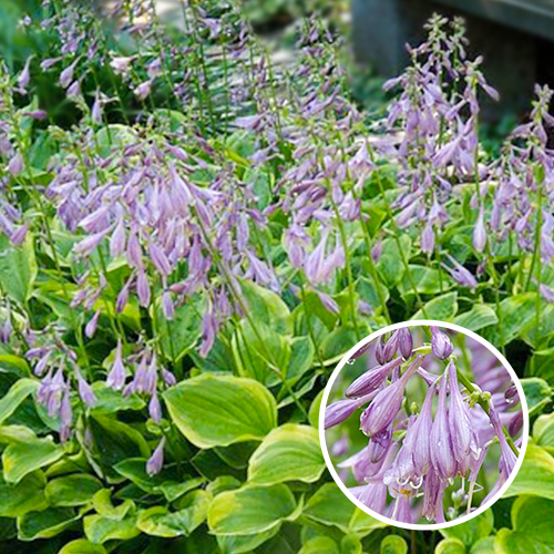 Hosta Golden Tiara P9
