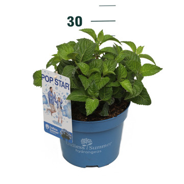 Hydrangea Endless Summer Pop Star Blue - Hortensia blauw Hydrangea Endless Summer Pop Star Blue - Hortensia blauw