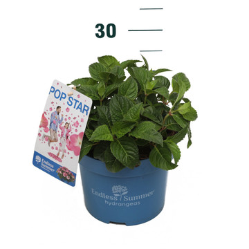 Hydrangea Endless Summer Pop Star Pink - Hortensia Rosa Hydrangea Endless Summer Pop Star Pink - Hortensia Rosa