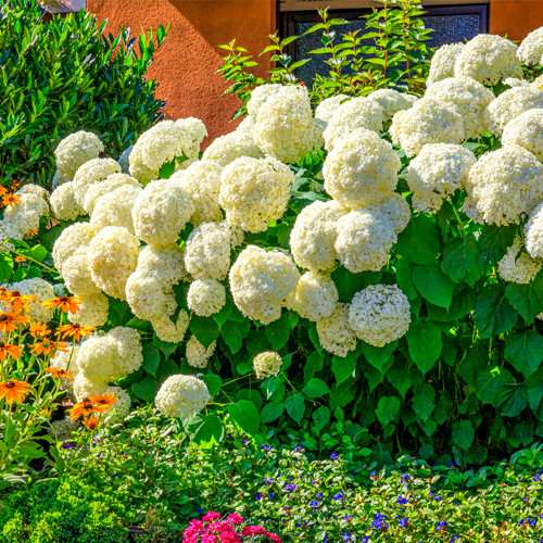Hydrangea Annabelle