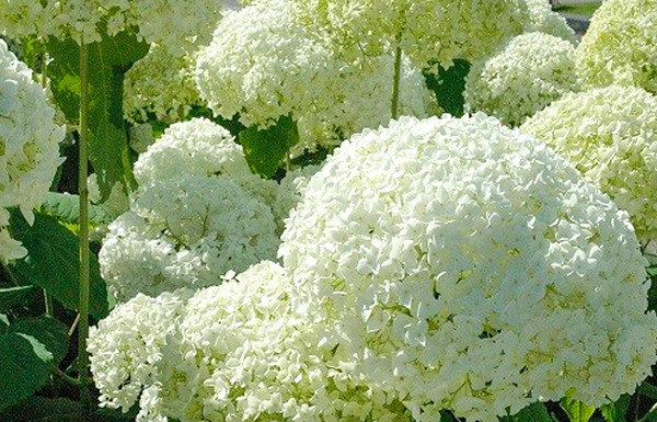 Hortensie 'Annabelle' kaufen| Hydrangea