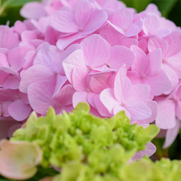 Hydrangea macrophylla Bouquet Rose Hydrangea macrophylla Bouquet Rose