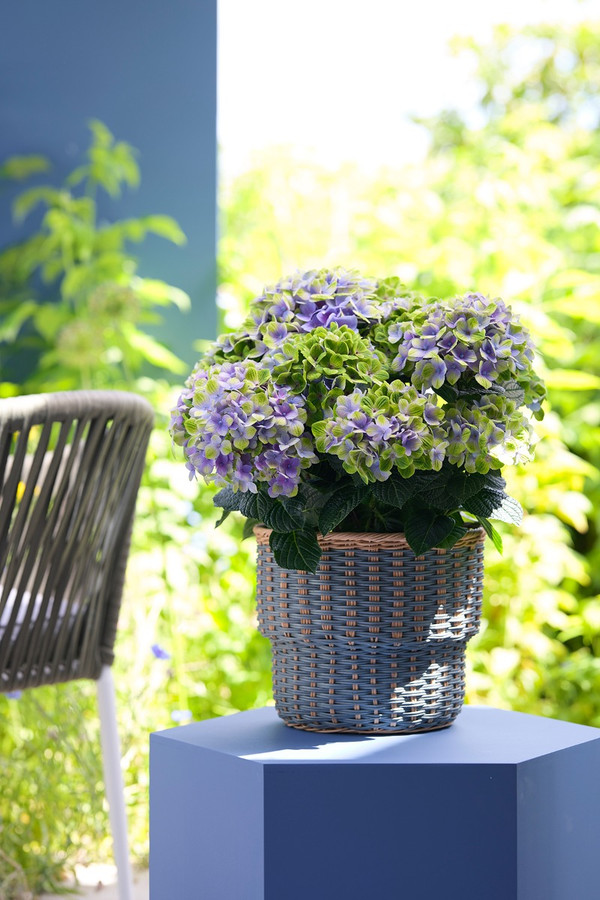 Hydrangea macrophylla 'Little Blue' | Dwerghortensia