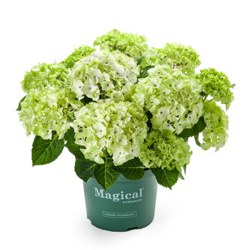 Hydrangea Magical Noblesse Hydrangea Magical Noblesse