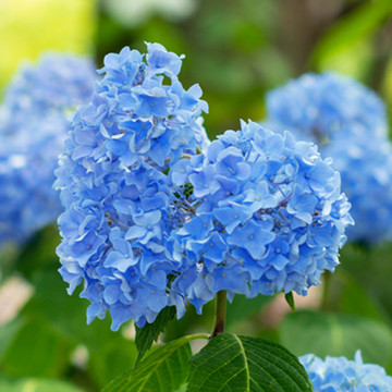 Hortensia 'Little XS Blue' Hortensia 'Little XS Blue'
