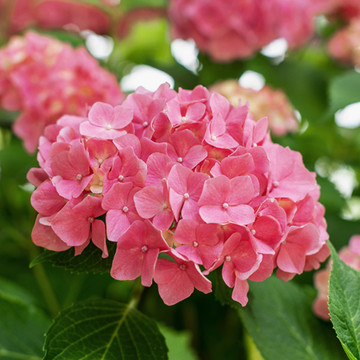 Hortensia 'Little XS Pink' Hortensia 'Little XS Pink'