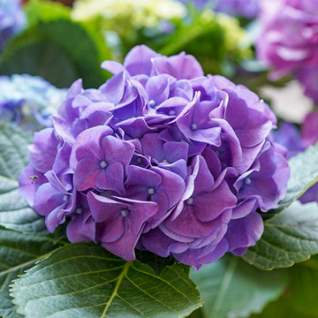 Hortensia 'Little XS Purple' Hortensia 'Little XS Purple'