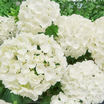Hortensia 'Little XS White' Hortensia 'Little XS White'