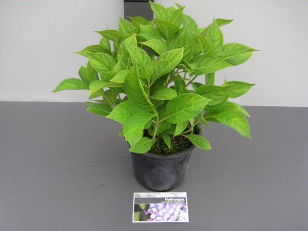 Hydrangea macrophylla 'Nikko Blue' | Bauernhortensie