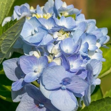 Hydrangea macrophylla Bodensee Hydrangea macrophylla Bodensee