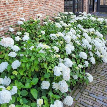 Hydrangea macrophylla Soeur Therese Hydrangea macrophylla Soeur Therese