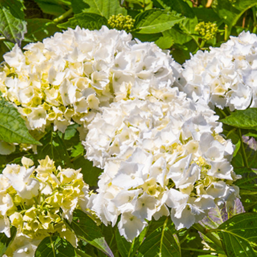 Hydrangea macrophylla Madame Emile Mouillere