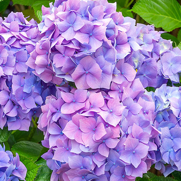 Hydrangea macrophylla Nikko Blue Hydrangea macrophylla Nikko Blue