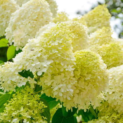 Hydrangea paniculata Limelight
