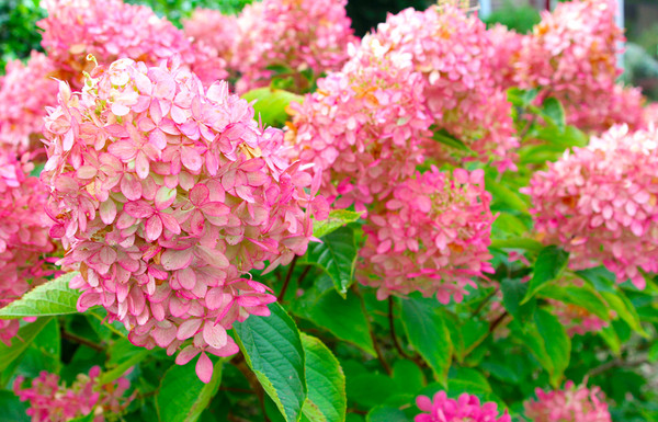 Rispenhortensie Limelight | Hydrangea