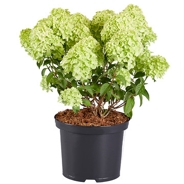 Hydrangea ‘Petite® Cherry’ - Hortensia Hydrangea ‘Petite® Cherry’ - Hortensia