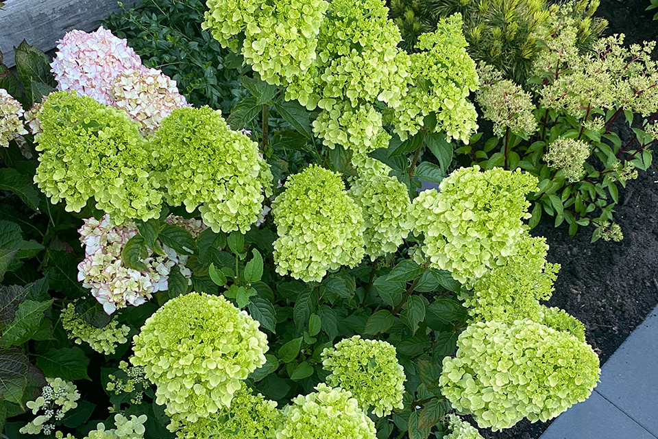 Hydrangea ‘Petite® Cherry’ - Hortensia