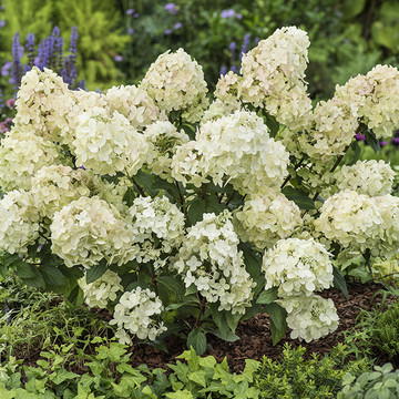 Hydrangea ‘Petite® Star’ - Pluimhortensia Hydrangea ‘Petite® Star’ - Pluimhortensia