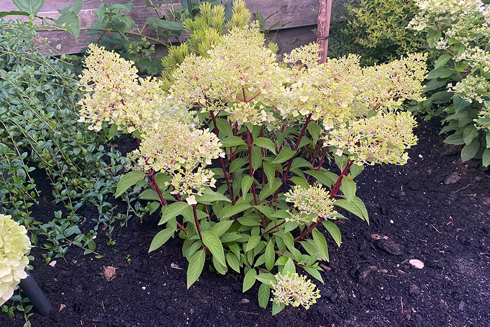 Hydrangea ‘Petite® Flori’ - Hortensia