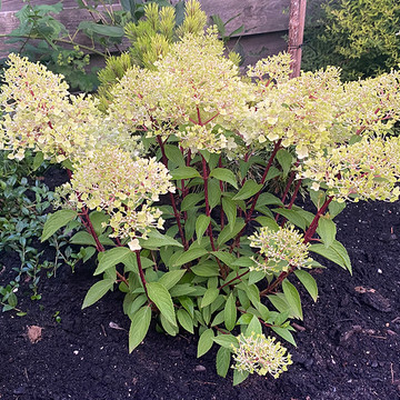 Hydrangea ‘Petite® Flori’ - Hortensie  Hydrangea ‘Petite® Flori’ - Hortensie