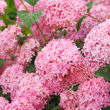 Hydrangea Pink Annabelle Hydrangea Pink Annabelle
