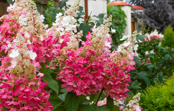 Hydrangea paniculata 'Pinky Winky' | Hortensie
