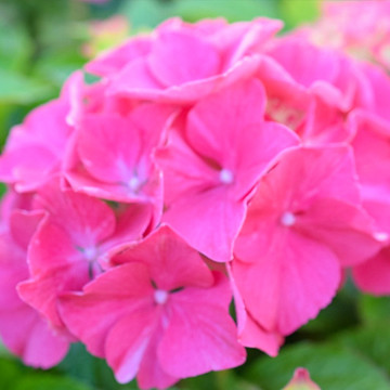 Hydrangea serrata Preziosa Hydrangea serrata Preziosa
