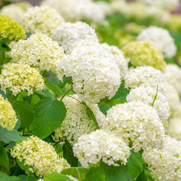 Hydrangea Strong Annabelle Hydrangea Strong Annabelle