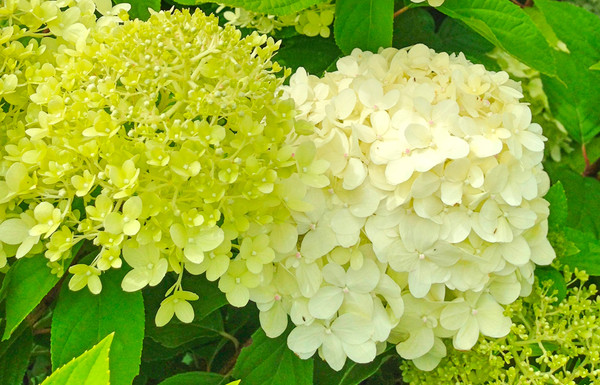 Hortensie 'Strong Annabelle' | Hortensia