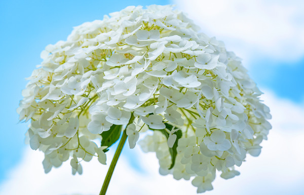 Hortensie 'Strong Annabelle' | Hortensia