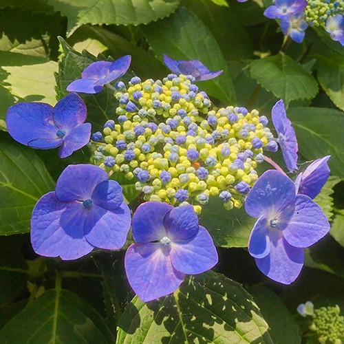 Hydrangea Teller Blue
