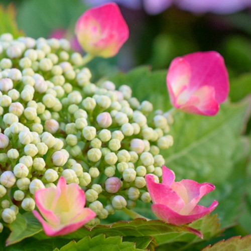 Hydrangea Teller Rose
