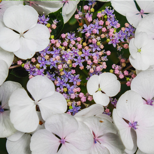 Hydrangea Teller White