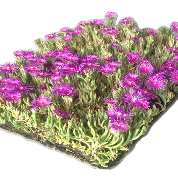 Delosperma cooperi matten Delosperma cooperi matten