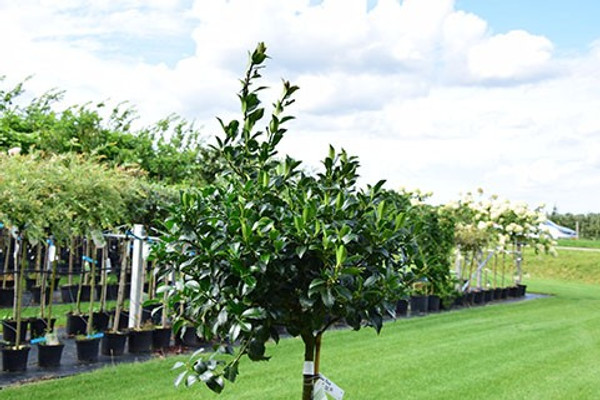 Stechpalme Blue Maid | Ilex |Baumschuleonline