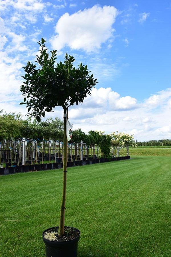 thuja tree Green Giant Arborvitae - 10 Plants - 5-6 ft | Thuja plicata 'Green Giant' (syn T. 'Gigantioides') | Zone 5-8