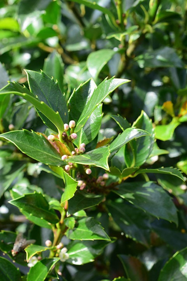 Stechpalme Blue Maid | Ilex |Baumschuleonline